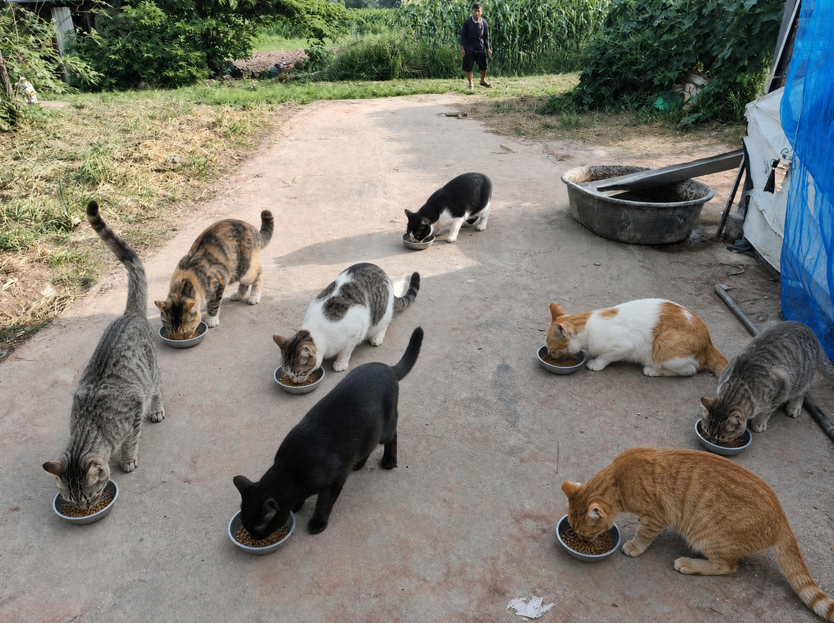 September 2026: The Cats Got There First