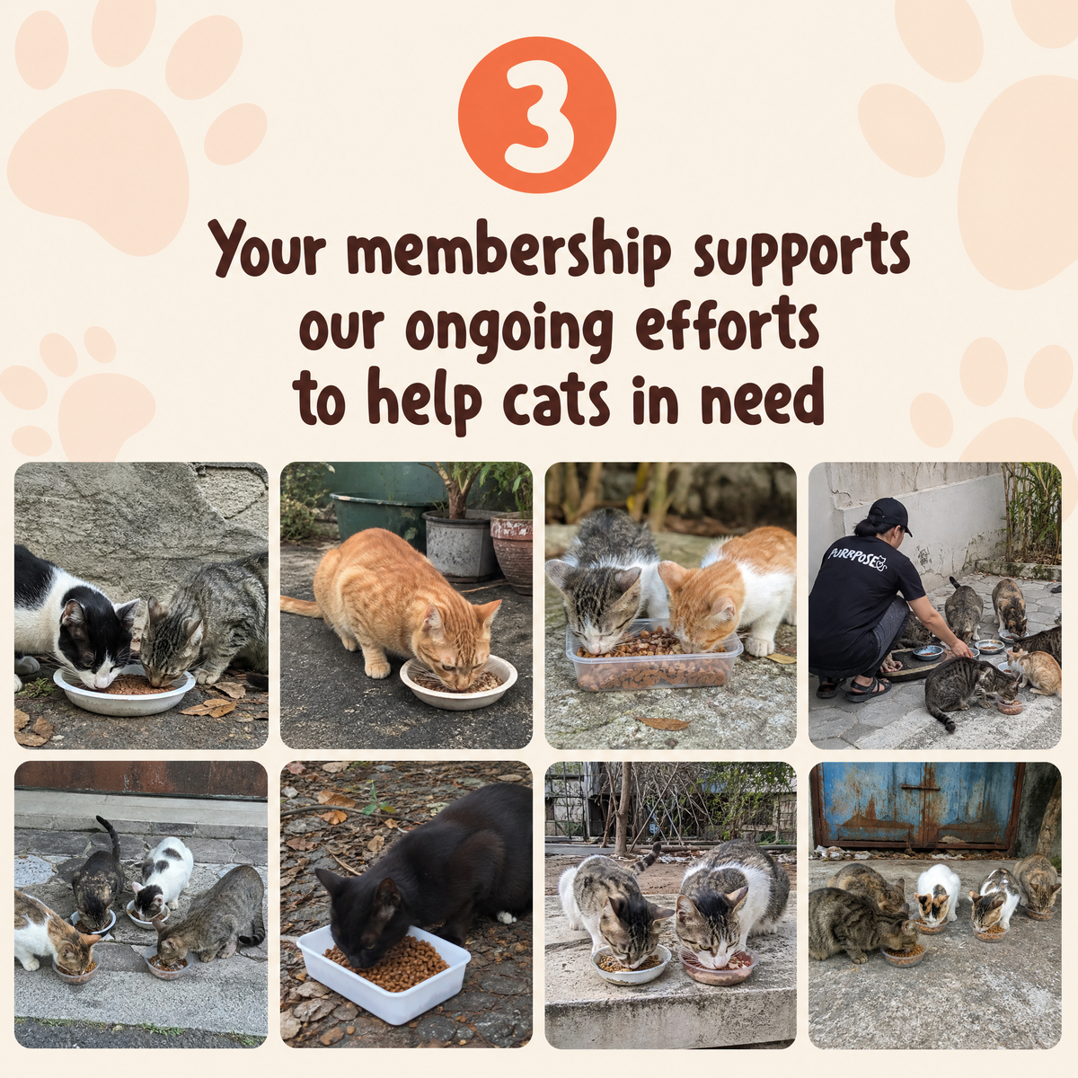 The PurrPose Club